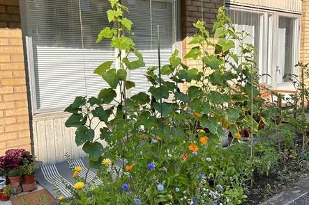 Charmig 2:a med uteplats på St Knut