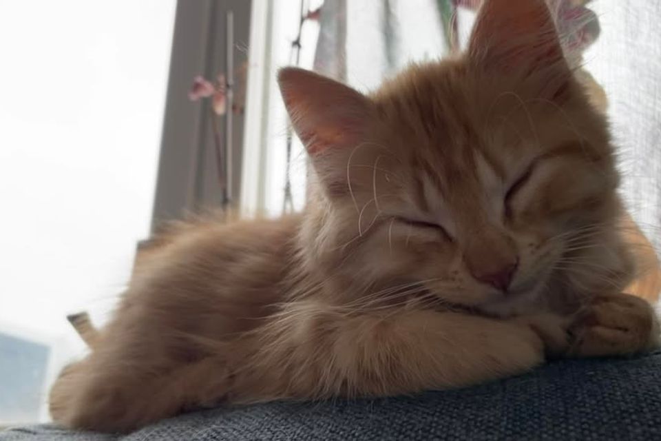 Möblerat rum i Ryd – djurvän sökes