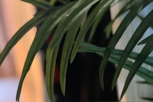 Möblerad 1:a i Kville – inflytt nu!