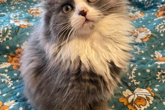 Rum i Ryd med djurälskande sällskap